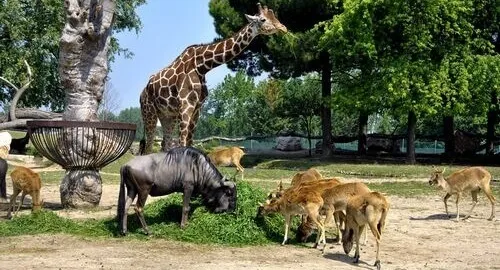 Giraffe allo zoo safari di Pastrengo, vicino Verona