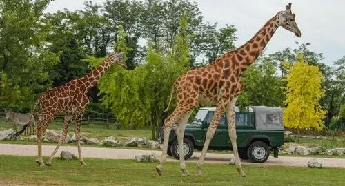 Giraffe allo zoo safari di Pastrengo, vicino Verona
