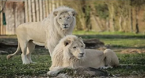 Coppia di leoni bianchi ospitati allo zoo di Pastrengo, vicino al Lago di Garda
