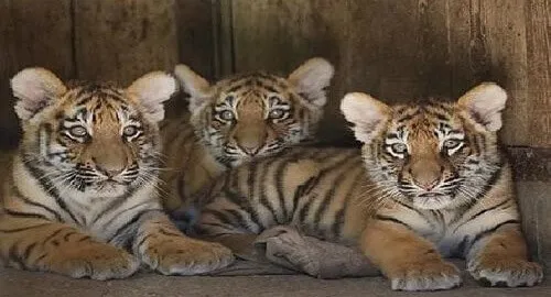 Tigrotti allo zoo di Pastrengo, vicino Verona