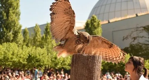Esemplare di gufo reale con falconiere nell'area Raptor World del Parco Oltremare Riccione