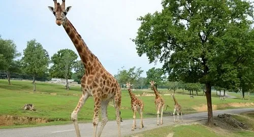 Giraffe allo zoo safari di Pombia, vicino Novara e al Lago Maggiore