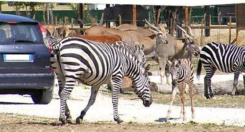 Zebre allo zoo safari di Ravenna, vicino Mirabilandia