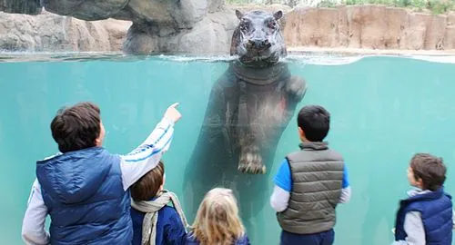 Bambini che guardano un Ippopotamo nuotare nell'acqua al Bioparco Zoom Torino
